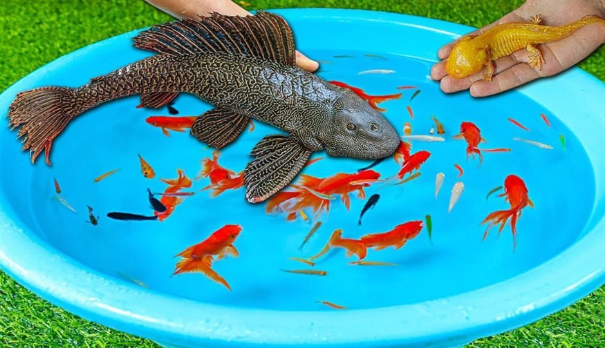 龍魚(yú)可以喂魚(yú)食嗎為什么