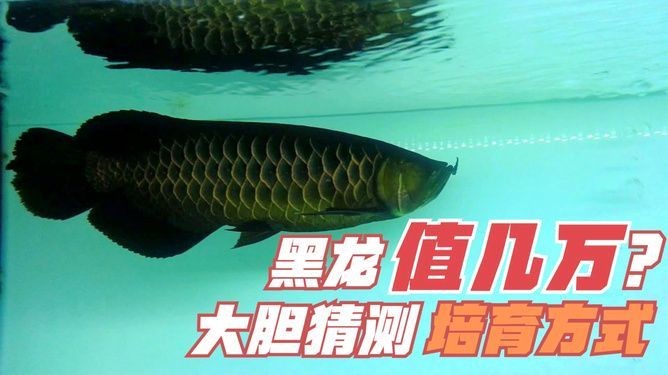 怎樣讓龍魚大膽不怕人