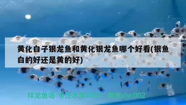 金龍魚 黃化白子銀龍魚和黃化銀龍魚哪個好看(銀魚白的好還是黃的好) 銀龍魚百科 黃化白子銀龍魚和黃化銀龍魚哪個好看(銀魚白的好還是黃的好) 黃化白子銀龍魚和黃化銀龍魚哪個好看(銀魚白的好還是黃的好) 銀龍魚百科
