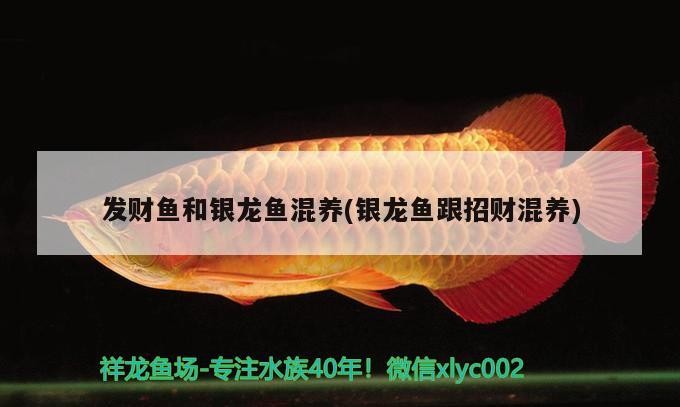 發財魚和銀龍魚混養(銀龍魚跟招財混養)