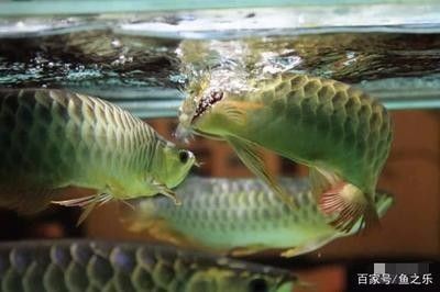 龍魚能喂活食嗎怎么喂的多