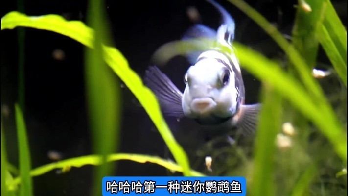 山東東昌商標事務所有限公司（山東東昌商標事務所有限公司怎么樣）