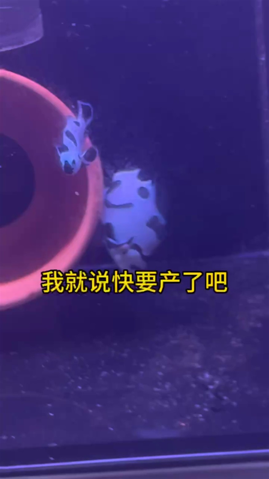熊貓小丑魚產(chǎn)卵啦