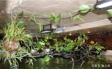 大魚缸搬運 大魚缸搬運 魚缸百科 第1張