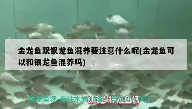 金龍魚跟銀龍魚混養(yǎng)要注意什么呢(金龍魚可以和銀龍魚混養(yǎng)嗎)