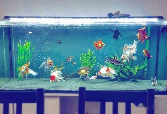 潞城市玉龍專業水族館（潞城市玉龍專業水族館電話）