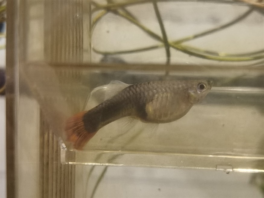 這條魚還有大概多久生寶寶？ 這條魚還有大概多久生寶寶？ 龍魚論壇