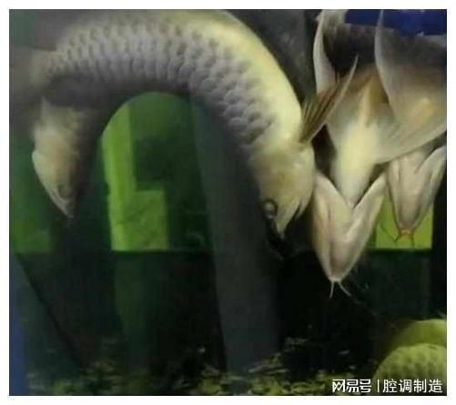 金龍魚吃啥呢怎么喂養