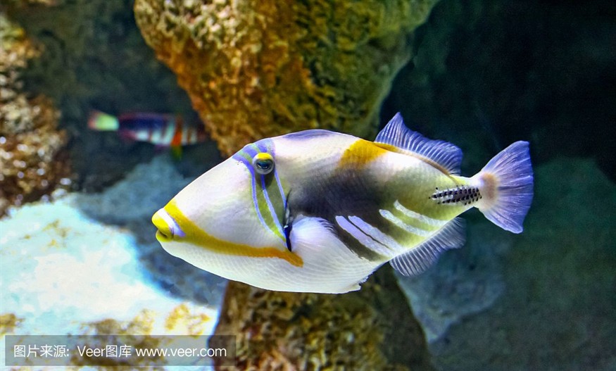 大洋水族魚缸怎么樣：大洋水族魚缸的優點與養護