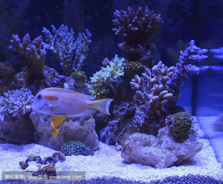 大洋水族魚缸怎么樣：大洋水族魚缸的優點與養護