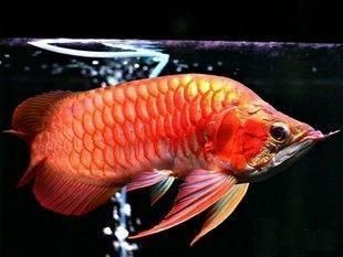 什么屬相不能養龍魚十二生肖養魚忌諱