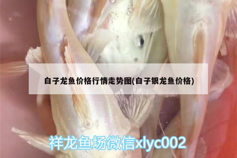 白子龍魚價格行情走勢圖(白子銀龍魚價格)