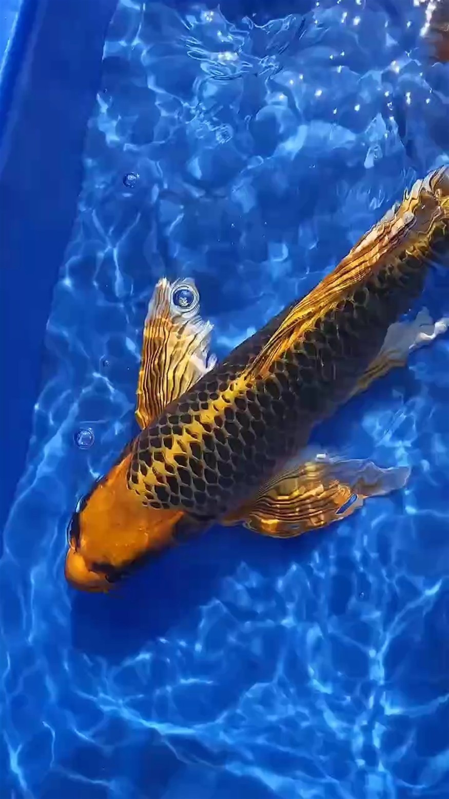 火鳳凰吉祥如意！就差個主人！