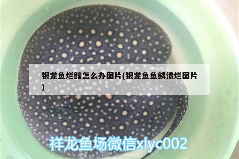 魚(yú)缸過(guò)濾器選購(gòu)指南:自制魚(yú)缸過(guò)濾器魚(yú)缸上置過(guò)濾器對(duì)于養(yǎng)魚(yú)愛(ài)好者的必備知識(shí) 銀龍魚(yú)爛鰭怎么辦圖片(銀龍魚(yú)魚(yú)鱗潰爛圖片) 銀龍魚(yú)百科 銀龍魚(yú)爛鰭怎么辦圖片(銀龍魚(yú)魚(yú)鱗潰爛圖片) 銀龍魚(yú)爛鰭怎么辦圖片(銀龍魚(yú)魚(yú)鱗潰爛圖片) 銀龍魚(yú)百科