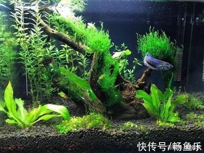 超白魚缸多大尺寸好用：超白魚缸尺寸選擇