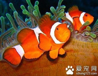 超白魚缸多大尺寸好用：超白魚缸尺寸選擇