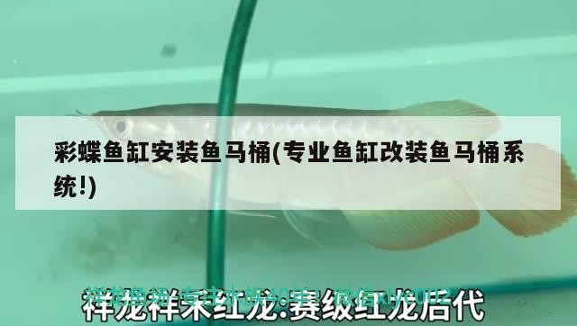彩蝶魚缸安裝魚馬桶(專業魚缸改裝魚馬桶系統!)
