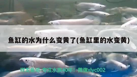 魚缸的水為什么變黃了(魚缸里的水變黃)