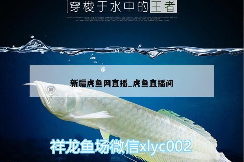 新疆虎魚網直播_虎魚直播間