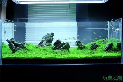 1.5米魚缸簡單造景圖紙：1.5米魚缸簡單造景圖紙，如何簡單造景1.5米魚缸的建議和方法