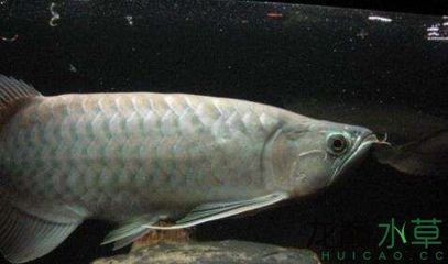 紅龍魚(yú)背上有黑點(diǎn)是什么魚(yú)：紅龍魚(yú)背上有黑點(diǎn)可能由多種原因造成