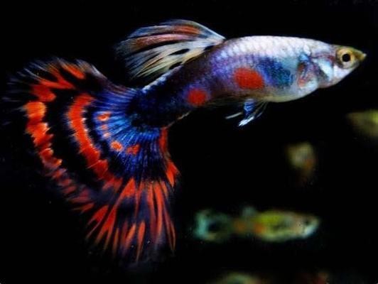 惠城區(qū)錦鴻水族館（惠城區(qū)錦鴻水族館地址）