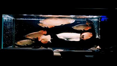 白點病的魚缸怎么消毒