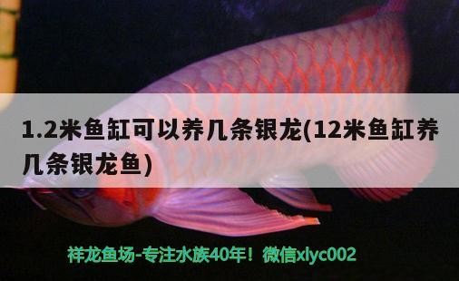 龍魚必備哪三種藥，如何正確使用龍魚必備三種藥？ 龍魚必備哪三種藥，如何正確使用龍魚必備三種藥？ 龍魚百科 第2張