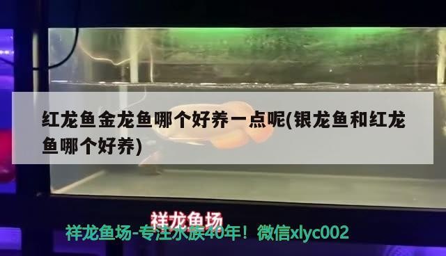 紅龍魚金龍魚哪個好養一點呢(銀龍魚和紅龍魚哪個好養)