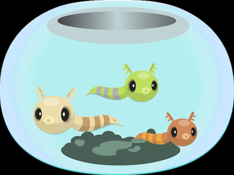 紅龍魚和銀龍魚混養有什么好處嗎(紅龍魚和銀龍魚混養有什么好處嗎圖片)