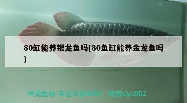 80缸能養銀龍魚嗎(80魚缸能養金龍魚嗎)