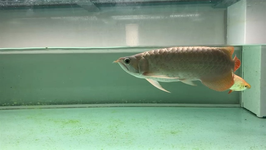 20cm的銀龍魚一天吃多少(30cm的金龍魚一天吃多少)