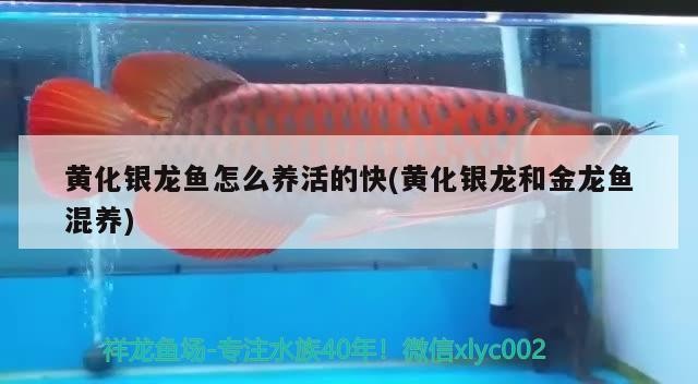 黃化銀龍魚怎么養活的快(黃化銀龍和金龍魚混養)