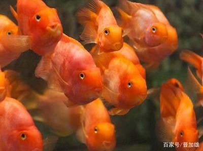 不見陽光的魚缸養(yǎng)什么魚：不見陽光的魚缸養(yǎng)什么魚缸中養(yǎng)什么魚缸養(yǎng)什么魚缸