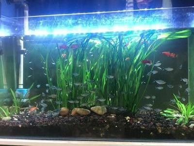龍魚缸群游魚好嗎