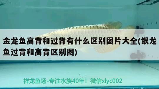 魚缸 金龍魚高背和過背有什么區別圖片大全(銀龍魚過背和高背區別圖) 銀龍魚百科 金龍魚高背和過背有什么區別圖片大全(銀龍魚過背和高背區別圖) 金龍魚高背和過背有什么區別圖片大全(銀龍魚過背和高背區別圖) 銀龍魚百科