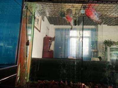 玻璃魚缸使用年限 玻璃魚缸使用年限 魚缸百科 第3張