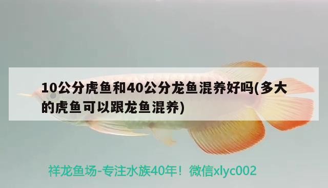 10公分虎魚和40公分龍魚混養好嗎(多大的虎魚可以跟龍魚混養)