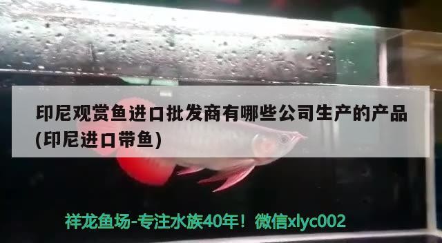 金銀龍魚價格及圖片大全大圖高清(銀龍魚價格多少錢一條圖片)