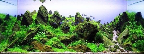 超白魚缸清理小妙招：超白魚缸怎么清洗？