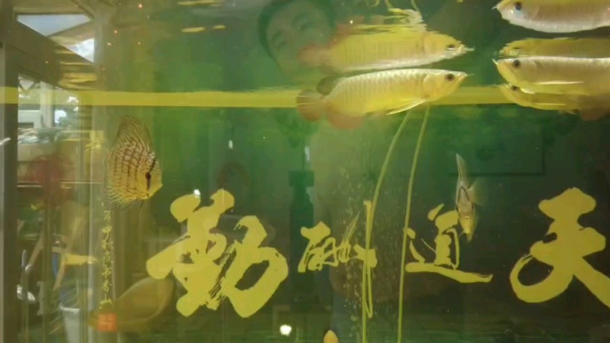 龍巔圈選金龍8小招，別看我小，我快，我靈活