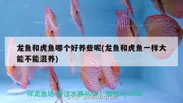 魚缸用增氧泵價格是多少:魚缸增氧機-xtrac增氧機-xtrac增氧機 龍魚和虎魚哪個好養些呢(龍魚和虎魚一樣大能不能混養) 虎魚百科 龍魚和虎魚哪個好養些呢(龍魚和虎魚一樣大能不能混養) 龍魚和虎魚哪個好養些呢(龍魚和虎魚一樣大能不能混養) 虎魚百科