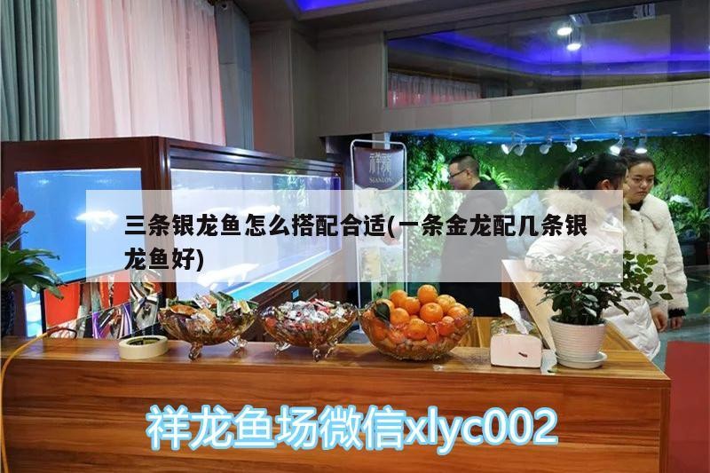 三條銀龍魚怎么搭配合適(一條金龍配幾條銀龍魚好) 三條銀龍魚怎么搭配合適(一條金龍配幾條銀龍魚好) 銀龍魚百科 第3張