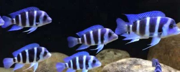 150魚缸養幾條薩伊藍魚好：150魚缸養幾條薩伊藍魚好還是混養好