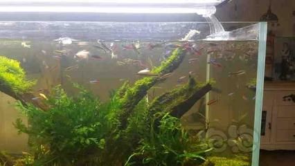 1.5米的魚缸適合什么魚：1.5米的魚缸適合飼養什么魚
