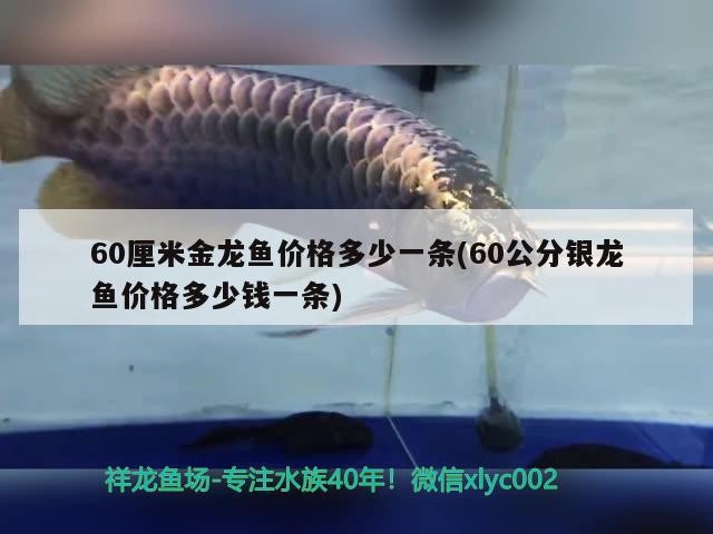 60厘米金龍魚(yú)價(jià)格多少一條(60公分銀龍魚(yú)價(jià)格多少錢(qián)一條) 60厘米金龍魚(yú)價(jià)格多少一條(60公分銀龍魚(yú)價(jià)格多少錢(qián)一條) 銀龍魚(yú)百科