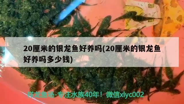 20厘米的銀龍魚好養嗎(20厘米的銀龍魚好養嗎多少錢)