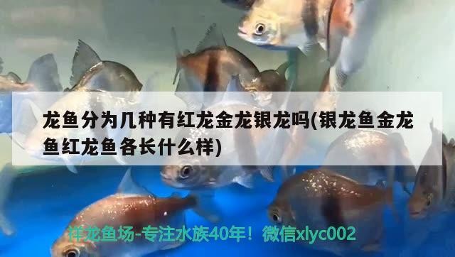 龍魚分為幾種有紅龍金龍銀龍嗎(銀龍魚金龍魚紅龍魚各長什么樣) 龍魚分為幾種有紅龍金龍銀龍嗎(銀龍魚金龍魚紅龍魚各長什么樣) 銀龍魚百科
