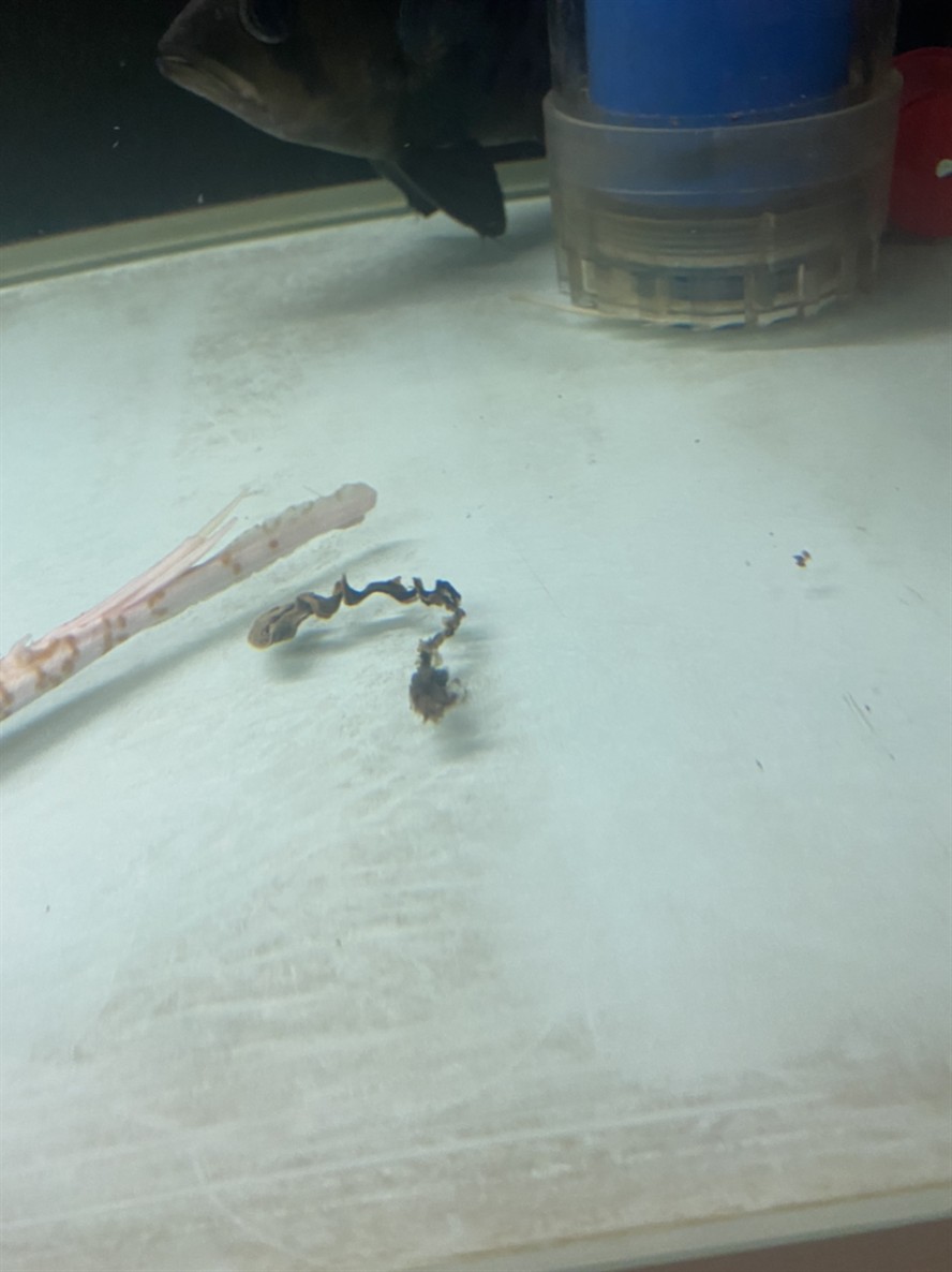 大神看看這種魚便正常嗎？