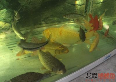 茶葉放魚缸里好嗎:茶葉不建議直接放入魚缸中,可能對(duì)魚的健康產(chǎn)生影響 魚缸百科 第1張 茶葉放魚缸里好嗎:茶葉不建議直接放入魚缸中,可能對(duì)魚的健康產(chǎn)生影響 茶葉放魚缸里好嗎:茶葉不建議直接放入魚缸中,可能對(duì)魚的健康產(chǎn)生影響 魚缸百科 第1張